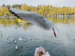 -翠湖宾馆·中餐厅