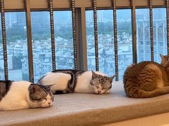 -有喵·猫咖·狗咖·30几只猫10只小狗(岗厦店)