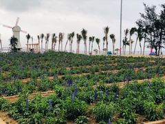 -玫瑰海岸文化旅游度假区
