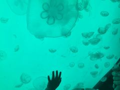 -沈阳海洋探索中心