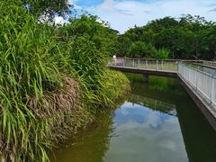 -福田红树林生态公园