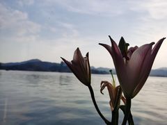 -柳莺湖上·湖景餐厅·江南菜(西湖店)