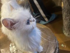 -猫猫幼稚园·撸猫·桌游·电玩