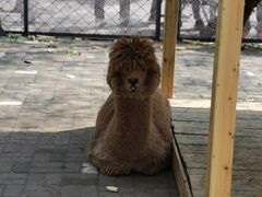 -长白岛森林公园