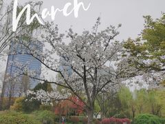 -新虹桥中心花园