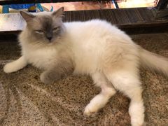 -more than meow吴止猫主题餐厅(承德 中船汇店)