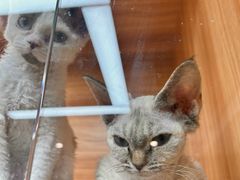 -猫十亿·布偶金渐层·曼基康矮脚猫舍(青年路店)
