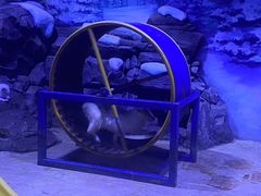 -上海海昌海洋公园-冰山北极馆
