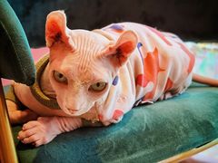 -藏猫猫咖啡主题馆(中央大道店)