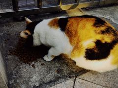 -安亭老街