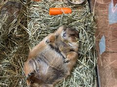 -有猫主题·治愈系猫咖(曾厝垵店)