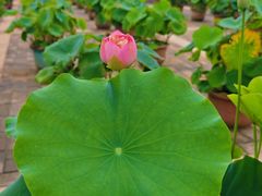 -莲花池公园