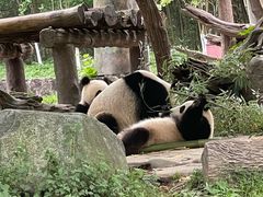 -都江堰中华大熊猫苑