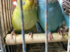 -曲阳花鸟市场(曲阳路店)
