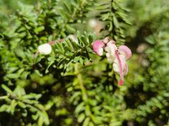 -墨尔本皇家植物园