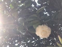 -南山植物园
