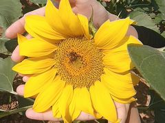 -松山湖梦幻百花洲