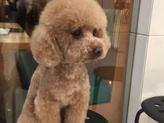 -悠尼宠物·独立低压伊珊娜洗护·美容·寄养(兰谷路店)