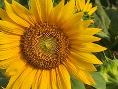 -光明小镇欢乐田园