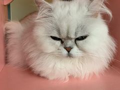 -喵屿·大理花园猫咖