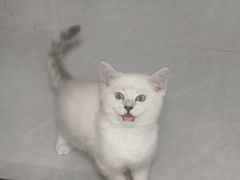 -博特宠物医院24h犬猫全科.骨科·异宠