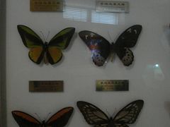 -上海昆虫博物馆