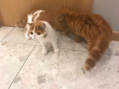 -飞行喵MR PILOT|猫舍·猫咖(静安大融城店)