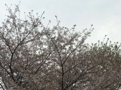 -武汉大学-樱园