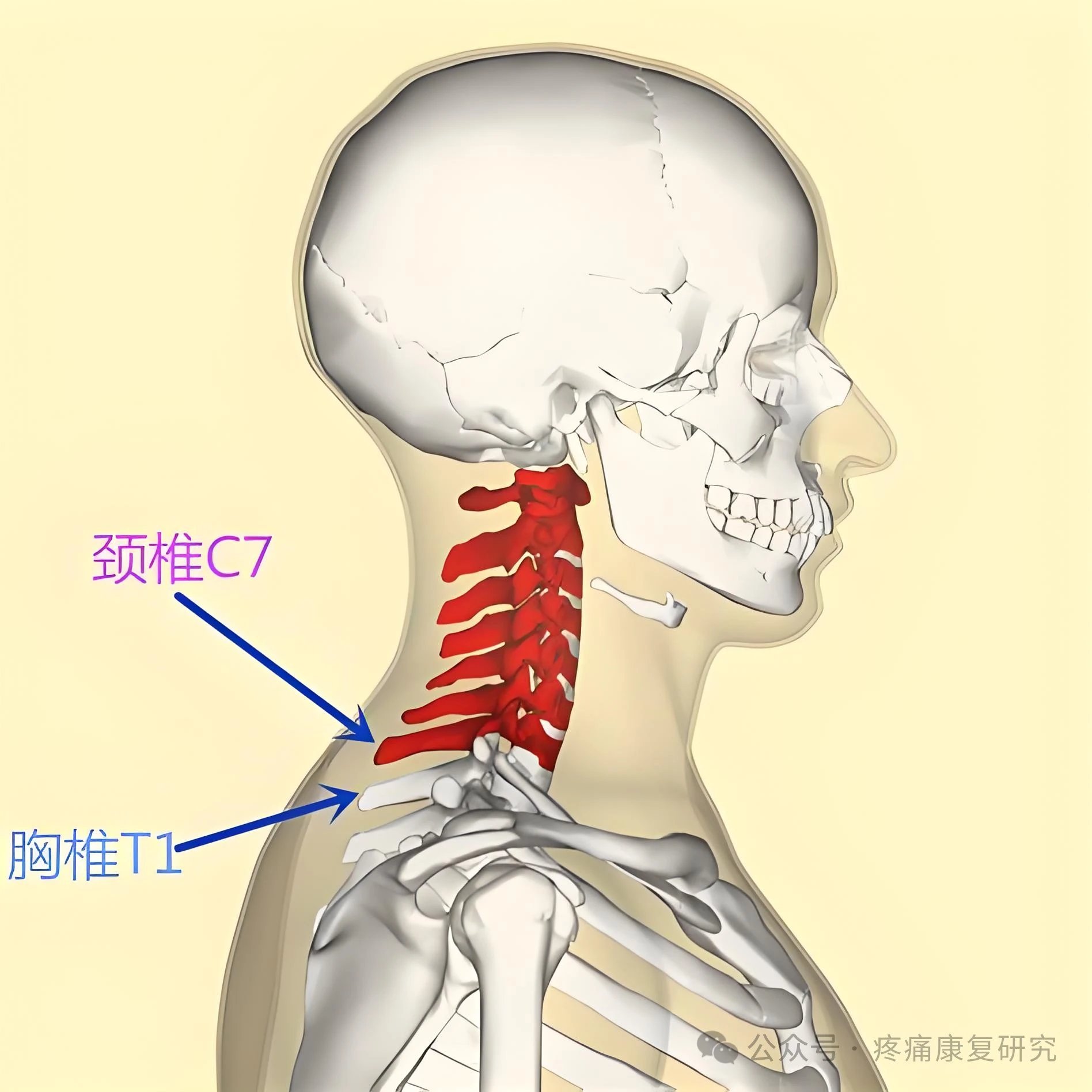 颈椎和肩椎的位置图片图片