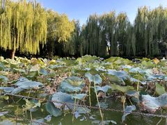 -团结湖公园
