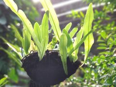 -深圳仙湖植物园