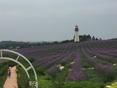 -紫颐香薰山谷景区