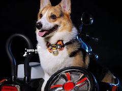 -超宠爱宠物摄影-Super pet