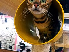 -喵匠猫主题咖啡(凯德和平广场店)