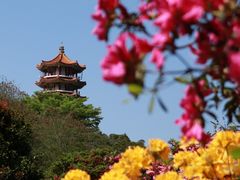 -深圳仙湖植物园