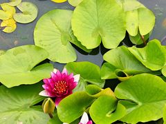 -莲花池公园
