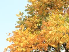 -盘龙城国家考古遗址公园