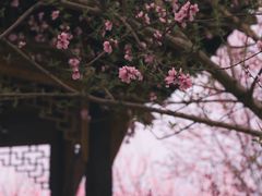 -秀丽东方