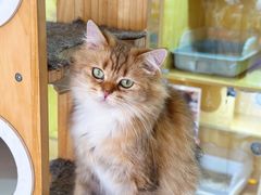 -平行世界·猫咖(首经贸店)