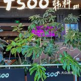 预测…下一个SKP的顶流叭