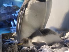 -哈尔滨波塞冬海底世界