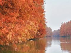 -上海海湾国家森林公园