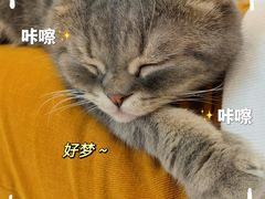 -猫咪派对(江南西店)