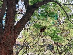 -大馆(前中区警署建築群)