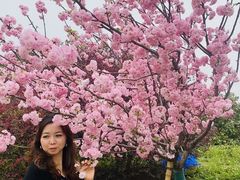 -天适樱花悠乐园