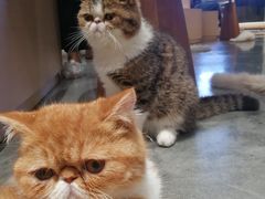 -瞄一喵猫咖(格力海岸店)
