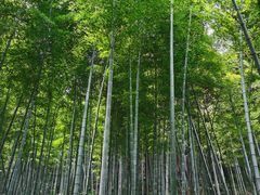 -上海佘山国家森林公园天马山园