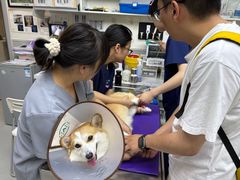 -谐和益家动物医院·免疫绝育·血液透析·宠保定点医院(高新伊藤分院)