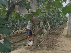 -马陆小张葡萄园农家乐