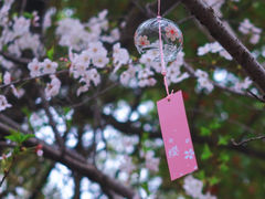 -高东镇樱花园